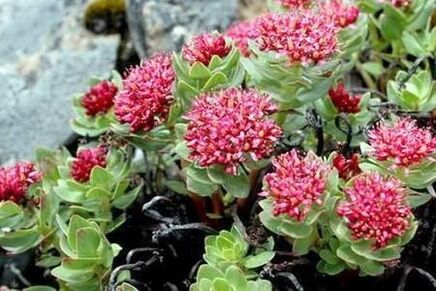 Rhodiola rožinė, kad paruoštų tinktūros galingumo kėlimą
